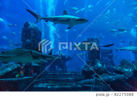 Large aquarium in Dubai Large aquarium in Dubai 82275088