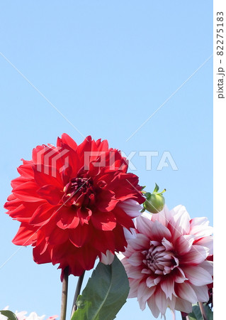 満開のダリア 82275183