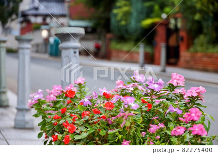 街の歩道に咲いていた植物 82275400