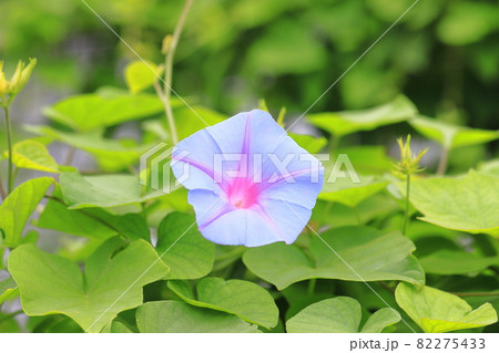 満開の朝顔（アサガオ） 82275433