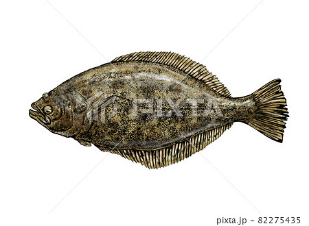 Illustration Of Flatfish Transparent Stock Illustration