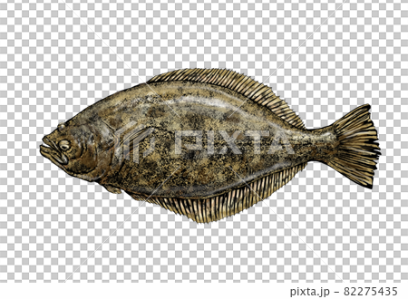 ヒラメのイラスト - 背景透過 - 切り抜かれています ヒラメのイラスト - 背景透過 - 切り抜かれています 82275435