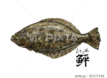 ヒラメのイラスト - 背景透過 - 切り抜かれていますのイラスト素材