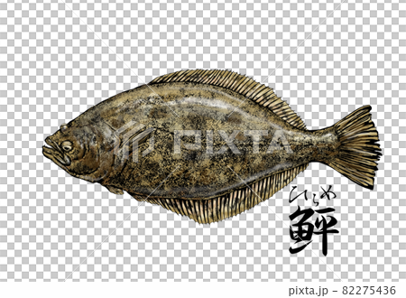Illustration of flatfish --Transparent background --Cut out 82275436