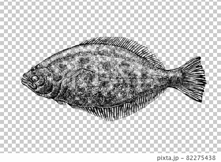 Illustration of flatfish --Transparent background --Cut out 82275438