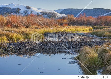 beaver dam on North Platte River 82276164