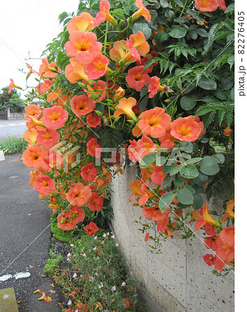 ブロック塀を覆う満開のノウゼンカズラの花 ブロック塀を覆う満開のノウゼンカズラの花 82276405