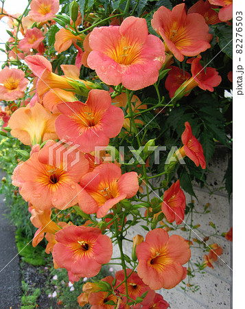 オレンジ色のノウゼンカズラの花の接写写真 82276503