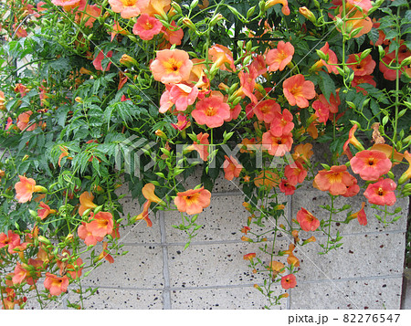 ブロック塀を覆うノウゼンカズラの花 82276547