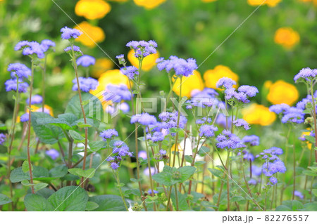 紫色のアゲラタム（かっこうあざみ）の花 82276557