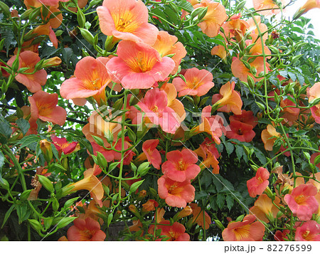 満開のノウゼンカズラの花 満開のノウゼンカズラの花 82276599