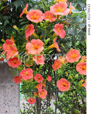オレンジ色のノウゼンカズラの花 82276632