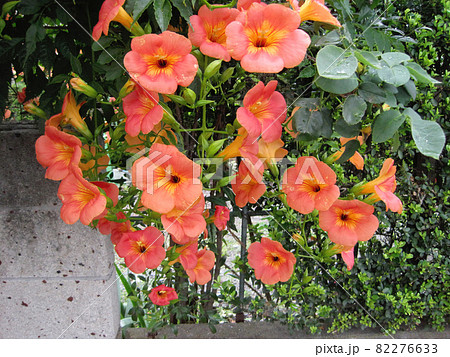 オレンジ色のノウゼンカズラの花 82276633