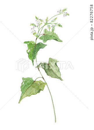 そばの花　 82276758