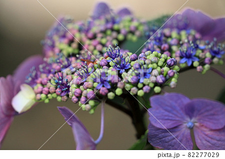 ガクアジサイの本当の花（形原温泉あじさいの里） 82277029