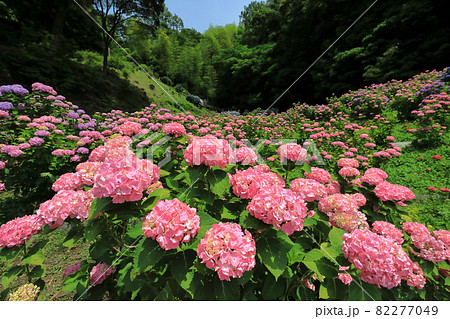 形原温泉あじさいの里の最上部に咲くアジサイ 82277049