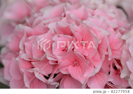 ピンクのアジサイの中心に真珠みたいな球がある 形原温泉あじさいの里 の写真素材 ピンクのアジサイの中心に真珠みたいな球がある 形原温泉あじさいの里 の写真素材