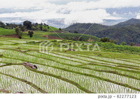 Green Terraced Rice Field in Pa Pong Pieng, Mae Chaem, Chiang Mai 82277123