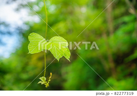 垂れ下がるクズの葉 82277319