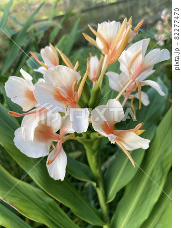 ジンジャーリリー1 82277470