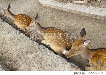 奈良の鹿/奈良県奈良市 82277534