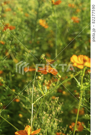 クラシックレンズの素晴らしさ　Carl Zeiss Jena Pancolar 80mm F1.8 82277590