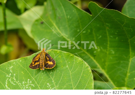 キマダラセセリ 82277645