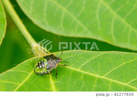 アオクサカメムシ5齢幼虫 82277650