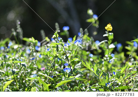 逆光の中のツユクサ(露草)と蝶 逆光の中のツユクサ(露草)と蝶 82277783