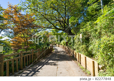 武蔵御嶽神社参道(奥多摩・御岳山) 武蔵御嶽神社参道(奥多摩・御岳山) 82277848
