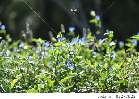 逆光の中のツユクサ（露草）とハチ 82277925