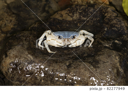 サワガニ 82277949