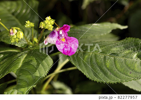 ツリフネソウ 82277957