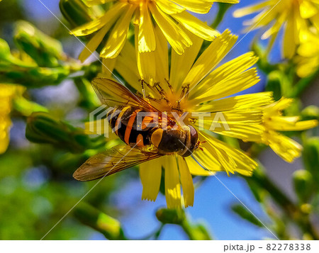 爽やかな秋の陽射しとアキノノシゲとハナアブ 爽やかな秋の陽射しとアキノノシゲとハナアブ 82278338
