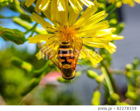 爽やかな秋の陽射しとアキノノシゲとハナアブ 爽やかな秋の陽射しとアキノノシゲとハナアブ 82278339