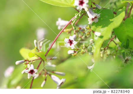 ヘクソカズラ（屁糞葛)の花   82278340