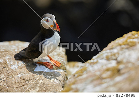 puffin standing on a rock cliff . fratercula arctica 82278499