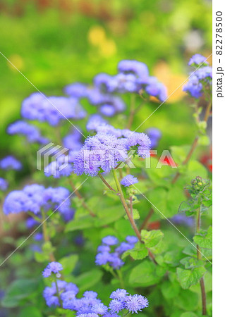 紫色のアゲラタム（かっこうあざみ）の花 82278500