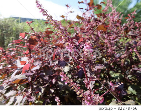 赤しそ 赤しそ 82278766