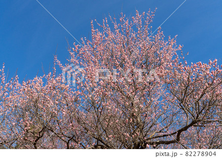 ピンクの梅の花 ピンクの梅の花 82278904
