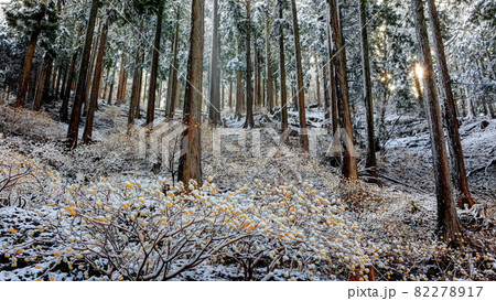 雪のヤビツ峠　ミツマタ群生地 82278917