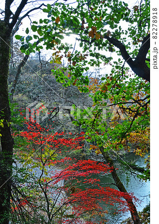 帝釈峡の紅葉 帝釈峡の紅葉 82278918