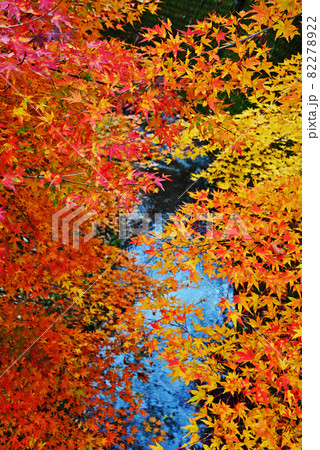 帝釈峡の紅葉 帝釈峡の紅葉 82278922