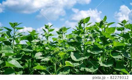 Field of green sunflowers Field of green sunflowers 82279312