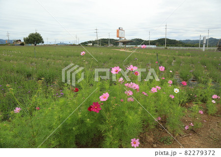 草花 秋 田畑 82279372