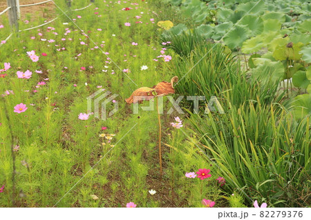 草花 田畑 稲 82279376