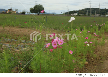 風景 草花 田畑 82279377
