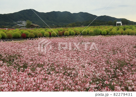 草花 秋 田畑 82279431
