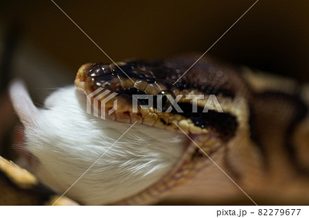 蛇の給餌　ボールパイソン 82279677