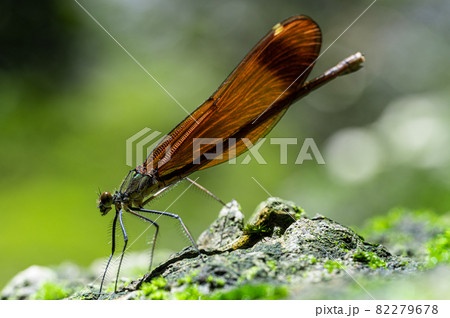 ミヤマカワトンボ 82279678